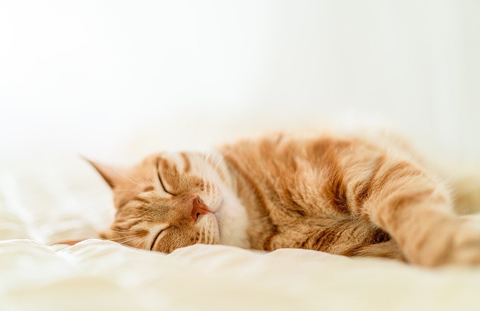 E-Biking with Cats: How to Train Your Feline to Ride in a Basket 29