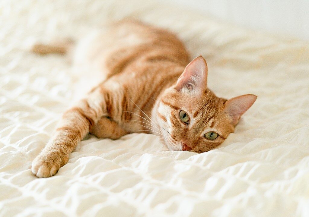 E-Biking with Cats: How to Train Your Feline to Ride in a Basket 2 E-Biking with Cats: How to Train Your Feline to Ride in a Basket 2