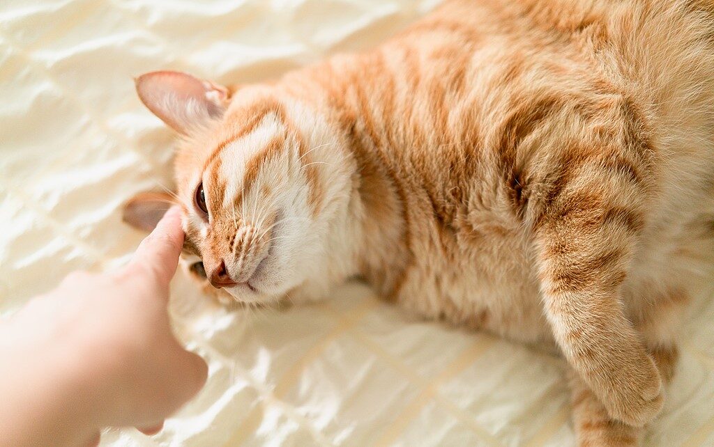 E-Biking with Cats: How to Train Your Feline to Ride in a Basket 4 E-Biking with Cats: How to Train Your Feline to Ride in a Basket 4